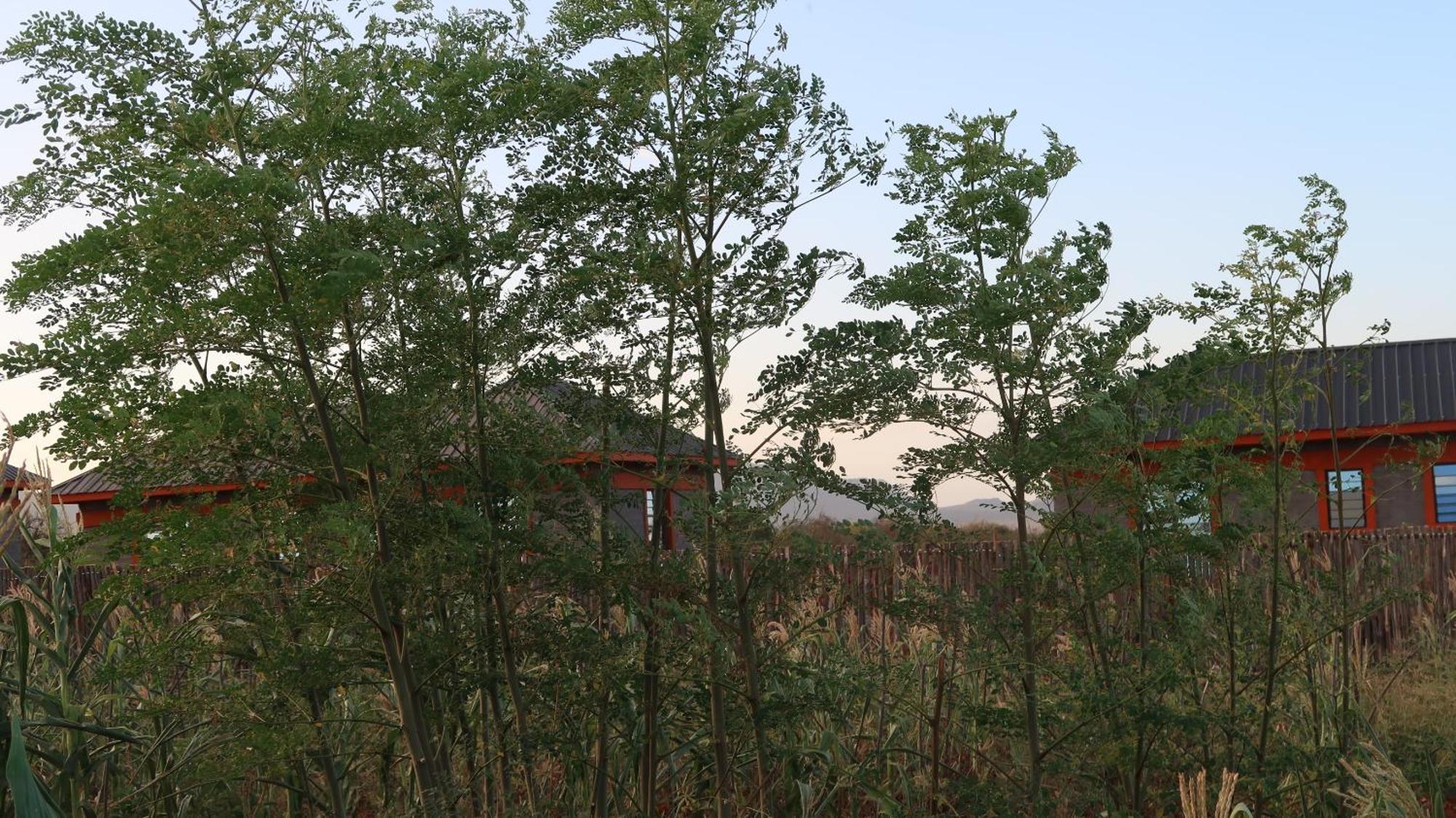 Tausa Tsavo Eco Lodge Voi Екстериор снимка