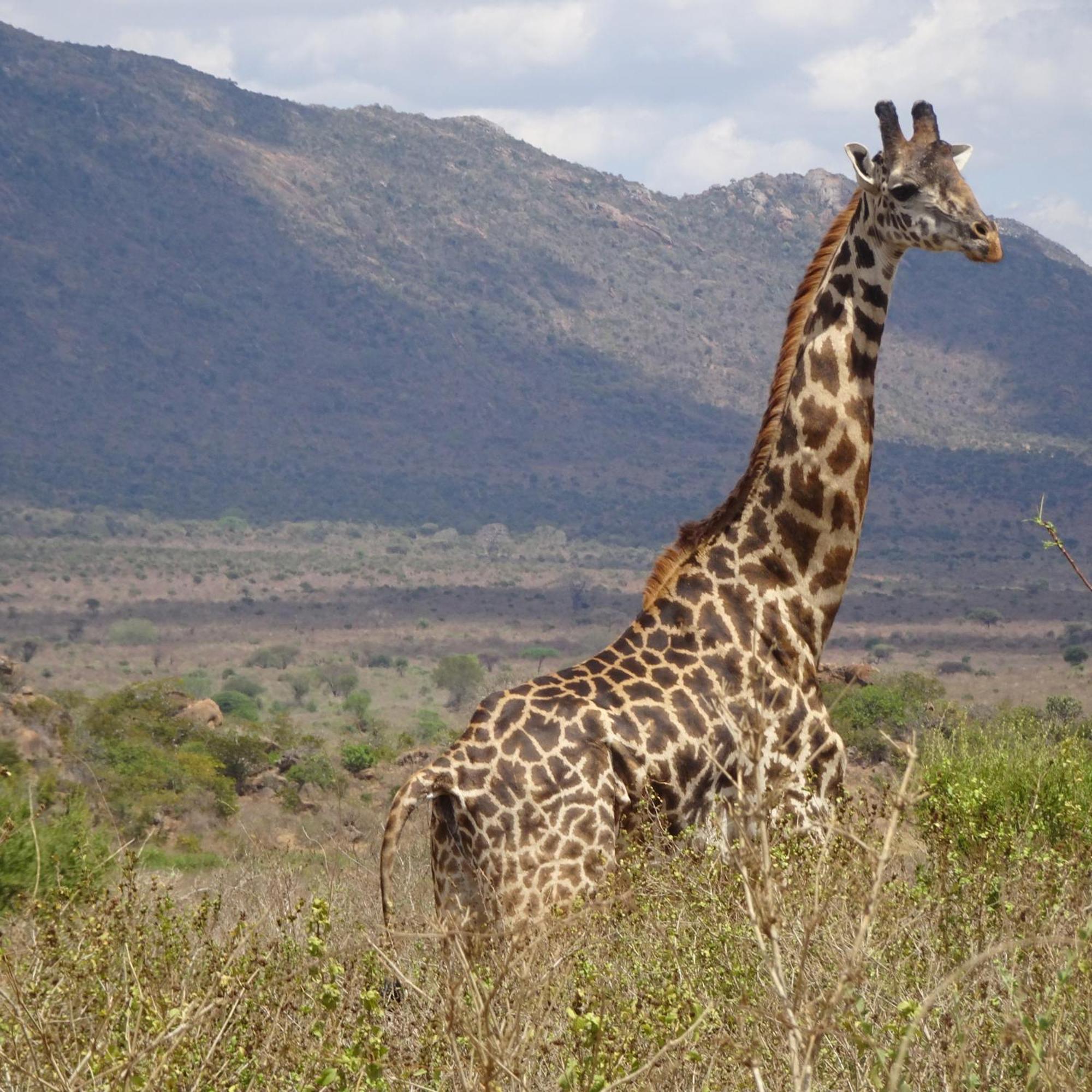 Tausa Tsavo Eco Lodge Voi Екстериор снимка