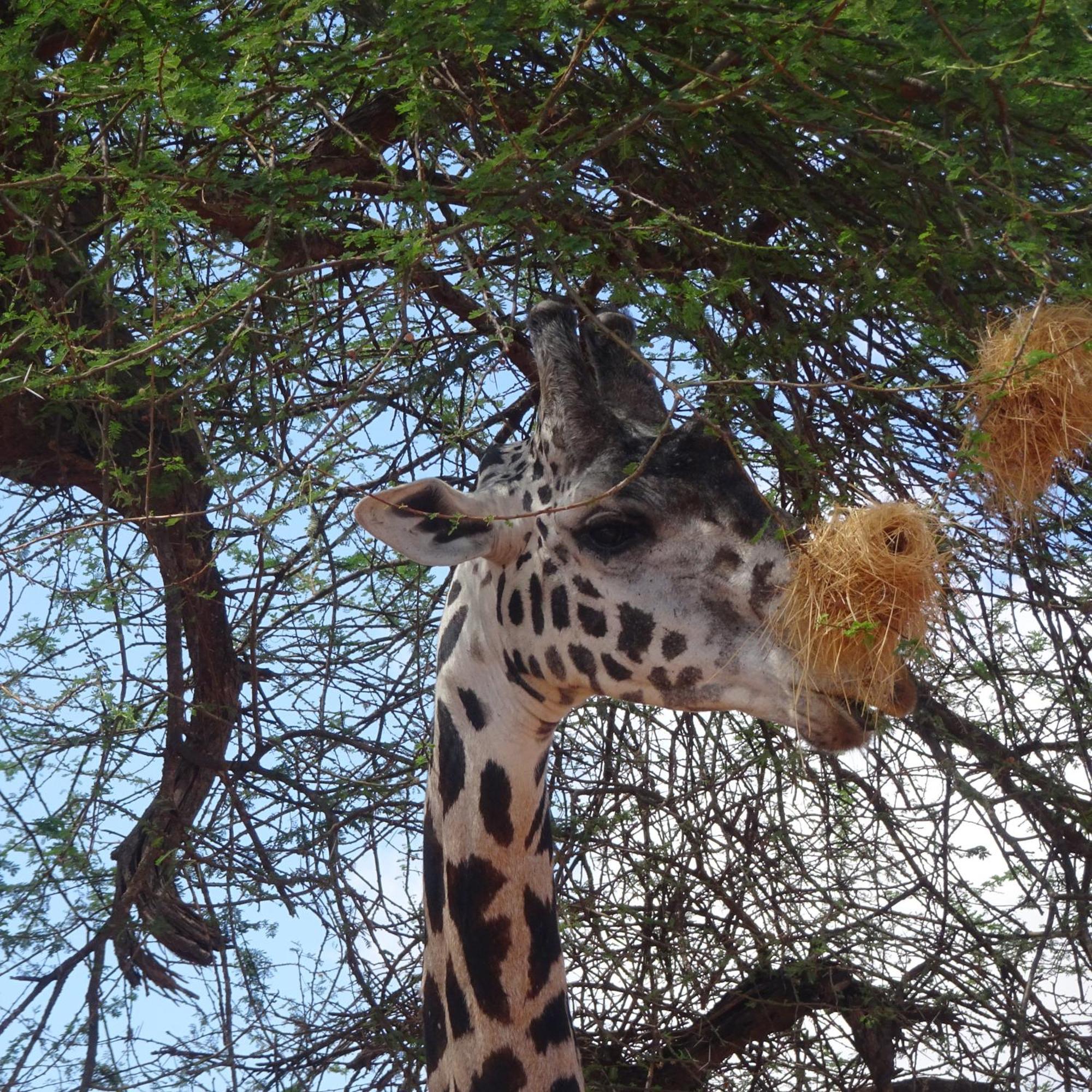 Tausa Tsavo Eco Lodge Voi Екстериор снимка