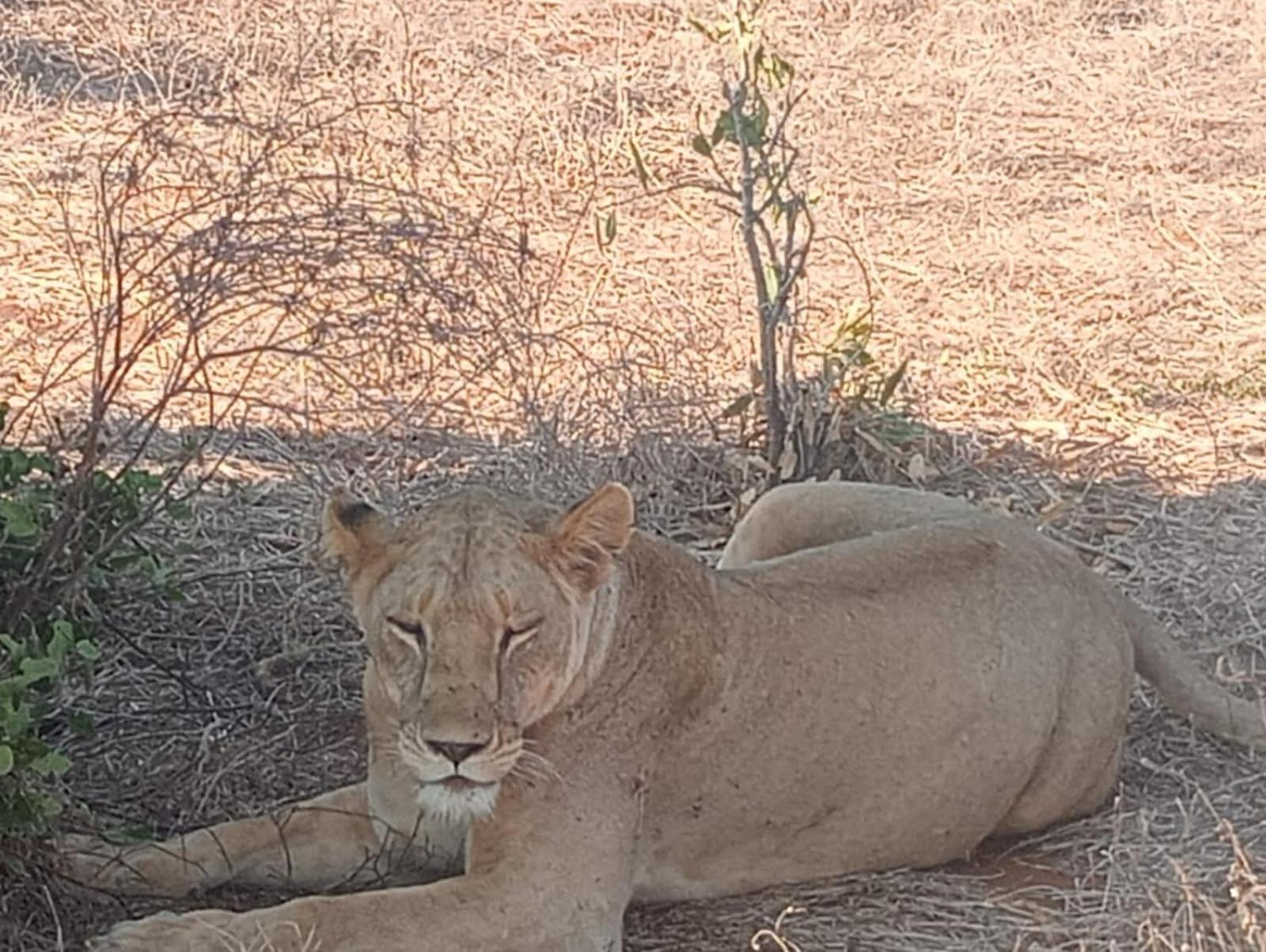 Tausa Tsavo Eco Lodge Voi Екстериор снимка