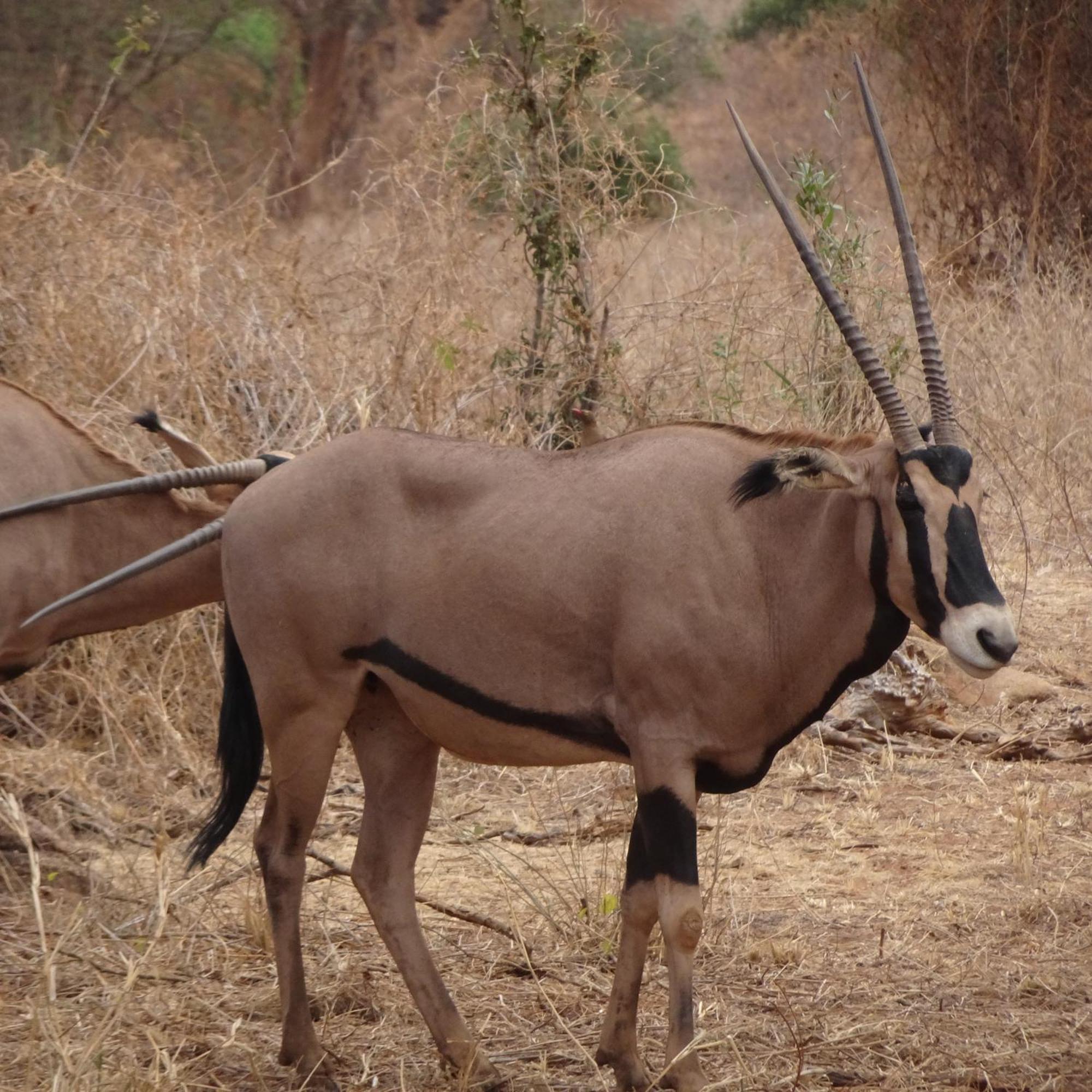 Tausa Tsavo Eco Lodge Voi Екстериор снимка